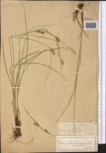 Carex songorica Kar. & Kir., Middle Asia, Muyunkumy, Balkhash & Betpak-Dala (M9) (Kazakhstan)