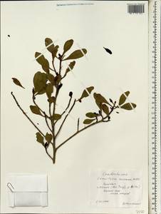 Lumnitzera racemosa Willd., South Asia, South Asia (Asia outside ex-Soviet states and Mongolia) (ASIA) (Vietnam)