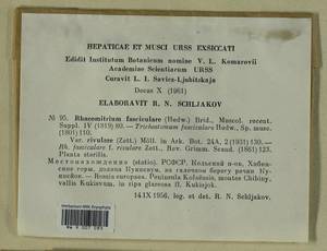 Dilutineuron fasciculare (Schrad. ex Hedw.) Bedn.-Ochyra, Sawicki, Ochyra, Szczecińska & Plášek, Bryophytes, Bryophytes - Karelia, Leningrad & Murmansk Oblasts (B4) (Russia)