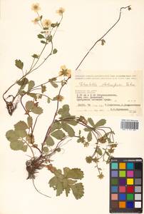 Potentilla stolonifera Lehm. ex Ledeb., Siberia, Chukotka & Kamchatka (S7) (Russia)