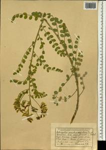 Astragalus coluteocarpus subsp. coluteocarpus, South Asia, South Asia (Asia outside ex-Soviet states and Mongolia) (ASIA) (Afghanistan)