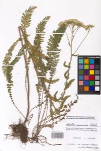 Achillea pannonica Scheele, Eastern Europe, Moscow region (E4a) (Russia)