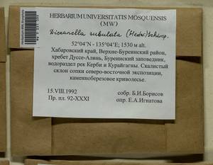 Dicranellopsis subulata (Hedw.) Bonfim Santos, Siebel & Fedosov, Bryophytes, Bryophytes - Russian Far East (excl. Chukotka & Kamchatka) (B20) (Russia)