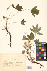 Potentilla alba L., Eastern Europe, Central forest-and-steppe region (E6) (Russia)