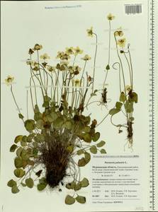 Parnassia palustris L., Eastern Europe, Northern region (E1) (Russia)