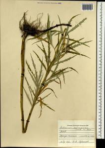 Artemisia selengensis Turcz. ex Besser, Mongolia (MONG) (Mongolia)