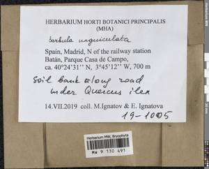 Barbula unguiculata Hedw., Bryophytes, Bryophytes - Western Europe (BEu) (Spain)