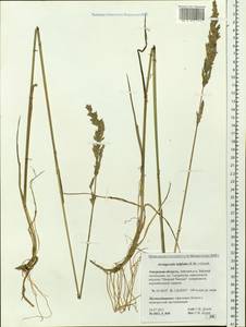 Arctagrostis latifolia (R.Br.) Griseb., Siberia, Russian Far East (S6) (Russia)