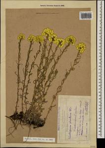 Helichrysum plicatum, Caucasus, Armenia (K5) (Armenia)