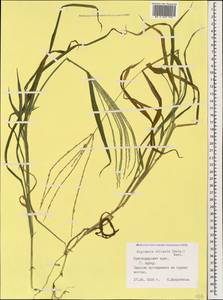 Digitaria ciliaris (Retz.) Koeler, Caucasus, Black Sea Shore (from Novorossiysk to Adler) (K3) (Russia)