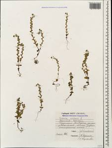Veronica arvensis L., Caucasus, Stavropol Krai, Karachay-Cherkessia & Kabardino-Balkaria (K1b) (Russia)