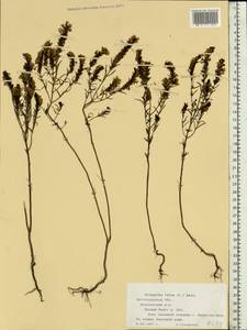 Odontites luteus (L.) Clairv., Eastern Europe, Lower Volga region (E9) (Russia)