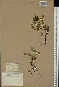 Potentilla alba L., Eastern Europe, North Ukrainian region (E11) (Ukraine)