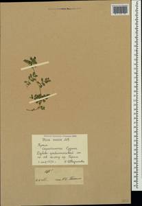 Vicia sativa subsp. incisa (M.Bieb.)Arcang., Crimea (KRYM) (Russia)