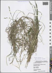 Carex canescens subsp. canescens, Eastern Europe, Moscow region (E4a) (Russia)