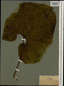 Petasites hybridus (L.) G. Gaertn., B. Mey. & Scherb., Caucasus, Krasnodar Krai & Adygea (K1a) (Russia)