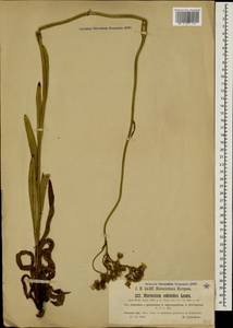Pilosella echioides subsp. echioides, Caucasus, Stavropol Krai, Karachay-Cherkessia & Kabardino-Balkaria (K1b) (Russia)