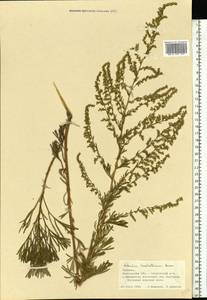Artemisia trautvetteriana Besser, Eastern Europe, South Ukrainian region (E12) (Ukraine)