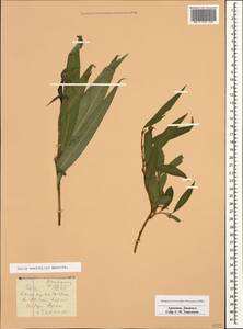 Salix excelsa J.F.Gmel., Caucasus, Armenia (K5) (Armenia)