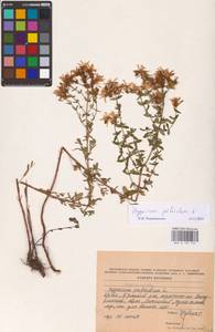 Hypericum perforatum L., Eastern Europe, Western region (E3) (Russia)