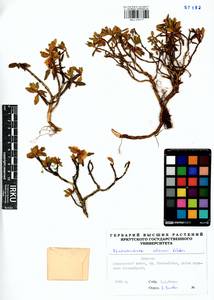 Rhododendron adamsii Rehder, Siberia, Baikal & Transbaikal region (S4) (Russia)
