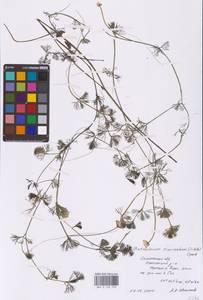 Ranunculus circinatus Sibth., Eastern Europe, Western region (E3) (Russia)