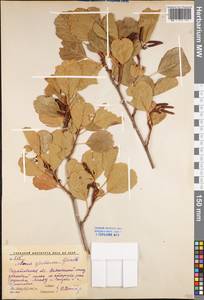 Alnus glutinosa (L.) Gaertn., Eastern Europe, Lower Volga region (E9) (Russia)