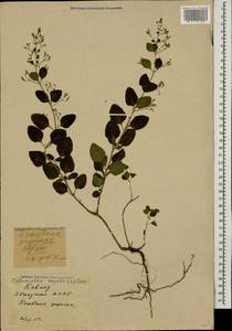 Clinopodium nepeta (L.) Kuntze, Caucasus, Abkhazia (K4a) (Abkhazia)