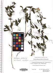 Lathyrus pratensis L., Eastern Europe, Middle Volga region (E8) (Russia)
