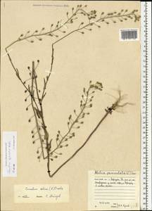 Camelina microcarpa subsp. pilosa (DC.) Jáv., Eastern Europe, Northern region (E1) (Russia)