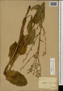 Crepis pannonica (Jacq.) K. Koch, Eastern Europe, South Ukrainian region (E12) (Ukraine)