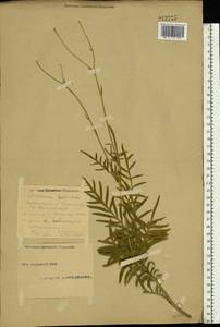 Rhaponticoides ruthenica (Lam.) M. V. Agab. & Greuter, Eastern Europe, Eastern region (E10) (Russia)