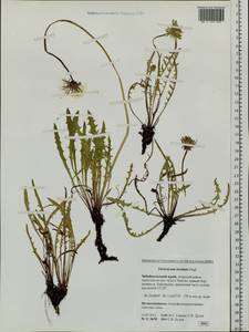 Taraxacum luridum G. E. Haglund, Siberia, Baikal & Transbaikal region (S4) (Russia)