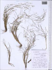 Eragrostis pilosa (L.) P.Beauv., Siberia, Russian Far East (S6) (Russia)