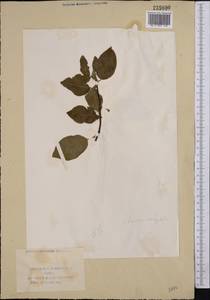 Prunus cerasifera Ehrh., Middle Asia, Syr-Darian deserts & Kyzylkum (M7) (Uzbekistan)