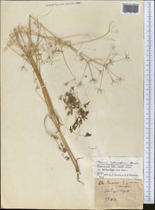 Elwendia intermedia (Korovin) Pimenov & Kljuykov, Middle Asia, Pamir & Pamiro-Alai (M2) (Tajikistan)