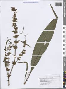 Rumex crispus L., Eastern Europe, Middle Volga region (E8) (Russia)