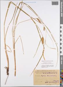 Carex vesicaria L., Eastern Europe, Central forest region (E5) (Russia)