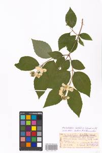 Philadelphus pubescens Loisel., Eastern Europe, Moscow region (E4a) (Russia)