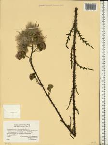 Cirsium palustre (L.) Scop., Eastern Europe, Central forest-and-steppe region (E6) (Russia)