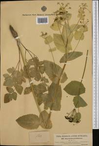 Smyrnium perfoliatum L., Western Europe (EUR) (Hungary)