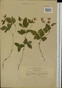 Rubus arcticus L., Eastern Europe, North-Western region (E2) (Russia)