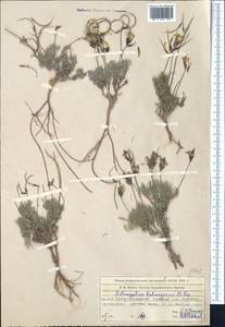 Astragalus falcigerus Popov, Middle Asia, Muyunkumy, Balkhash & Betpak-Dala (M9) (Kazakhstan)