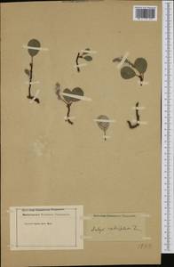 Salix reticulata L., Western Europe (EUR) (Not classified)
