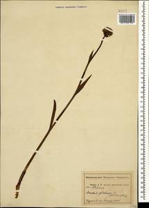 Traunsteinera sphaerica (M.Bieb.) Schltr., Caucasus, Abkhazia (K4a) (Abkhazia)
