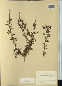 Amaranthus spinosus L., Western Europe (EUR) (France)
