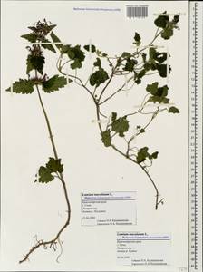 Lamium maculatum (L.) L., Caucasus, Black Sea Shore (from Novorossiysk to Adler) (K3) (Russia)
