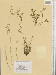 Stellaria hebecalyx Fenzl, Eastern Europe, Northern region (E1) (Russia)