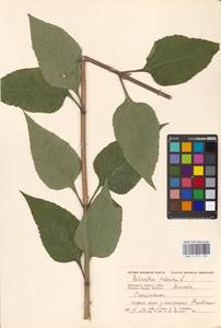 Helianthus tuberosus L., Eastern Europe, Moscow region (E4a) (Russia)