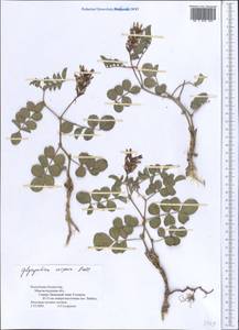 Glycyrrhiza aspera Pall., Middle Asia, Caspian Ustyurt & Northern Aralia (M8) (Kazakhstan)